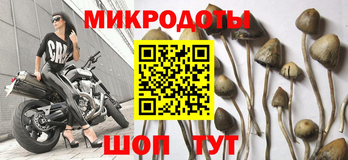 Галлюциногенные грибы Psilocybine cubensis Арсеньев